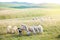 Sheeps in a meadow on mountains