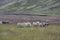 Sheeps on a Meadows on iceland