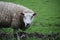 Sheeps in the meadows of polder Wilde Veenen in Moerkapelle the Netherlands