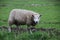 Sheeps in the meadows of polder Wilde Veenen in Moerkapelle the Netherlands