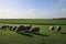 Sheeps in the meadows of polder Wilde Veenen in Moerkapelle the Netherlands.