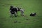 Sheeps in the meadows of polder Wilde Veenen in Moerkapelle the Netherlands