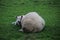 sheeps in the meadows of polder Wilde Veenen in Moerkapelle the Netherlands