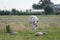 Sheeps in the meadows of the Zuidplaspolder in Zevenhuizen, the Netherlands