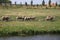 Sheeps in the meadows of the Zuidplaspolder in Zevenhuizen, the Netherlands