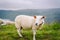 Sheeps on mountain farm on cloudy day. Norwegian landscape with sheep grazing in valley. Sheep on mountaintop Norway. Ecological