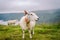 Sheeps on mountain farm on cloudy day. Norwegian landscape with sheep grazing in valley. Sheep on mountaintop Norway. Ecological