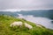 Sheeps on mountain farm on cloudy day. Norwegian landscape with sheep grazing in valley. Sheep on mountaintop Norway. Ecological