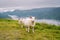 Sheeps on mountain farm on cloudy day. Norwegian landscape with sheep grazing in valley. Sheep on mountaintop Norway. Ecological