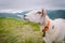 Sheeps on mountain farm on cloudy day. Norwegian landscape with sheep grazing in valley. Sheep on mountaintop Norway. Ecological