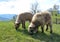 Sheeps on mountain pasture