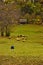Sheeps on mountain pasture at autumn, Radocelo mountain