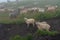Sheeps on a mountain pasture on a foggy day. Georgia