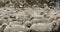 Sheeps on the mountain road in Northern India