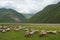 Sheeps in mountains