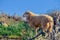 Sheeps in nature on meadow. Farming outdoor, Crete