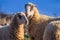 Sheeps in nature on meadow. Farming outdoor, Crete