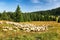 Sheeps in nature pasture mountain.