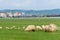 Sheeps near the airport of Sibiu city in Romania show contrast between nature and urban