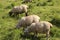 Sheeps near Antrim coast