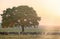 Sheeps near an oak in the sunset