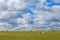 Sheeps near Stonehenge landscape England