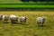 Sheeps near Stonehenge landscape England