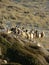 Sheeps - Northern Cyprus