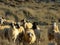 Sheeps - Northern Cyprus