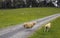 Sheeps at One Tree Hill Farm