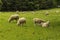 Sheeps at One Tree Hill Farm