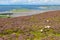 Sheeps over Knocknarea mountain