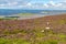 Sheeps over Knocknarea mountain