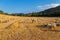 Sheeps pacing in the mountains