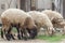 Sheeps in a paddock farm.