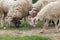 Sheeps in a paddock farm.