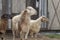 Sheeps in a paddock farm.