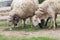 Sheeps in a paddock farm.