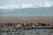 Sheeps pasture in field with snowy mountains