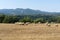 Sheeps at pasture in Maremma