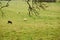 Sheeps in a pasture / meadow eating grass. With branches of a tree in front. On fall season, countryside nature and wild photograp