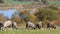 Sheeps on pasture near beautiful lakes in autumn time