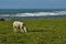 Sheeps in the pasture over the English Channel