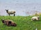 Sheeps and pastures along Lake Klontalersee and in the valley of Klontal