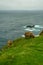 Sheeps pasturing grass in Mykines