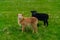 Sheeps pasturing grass in Mykines