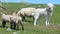 Sheeps and Pyrenean Mountain Dog