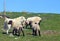 Sheeps and Pyrenean Mountain Dog