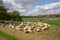 Sheeps relaxing in meadow