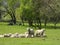 Sheeps resting on the green field.Farm in Poland.